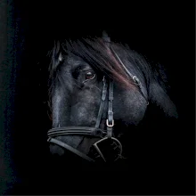 Kôň black Kôň black