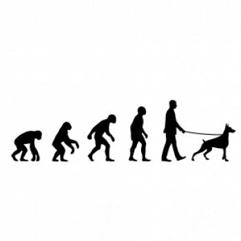 Evolúcia pes doberman (muž-žena)