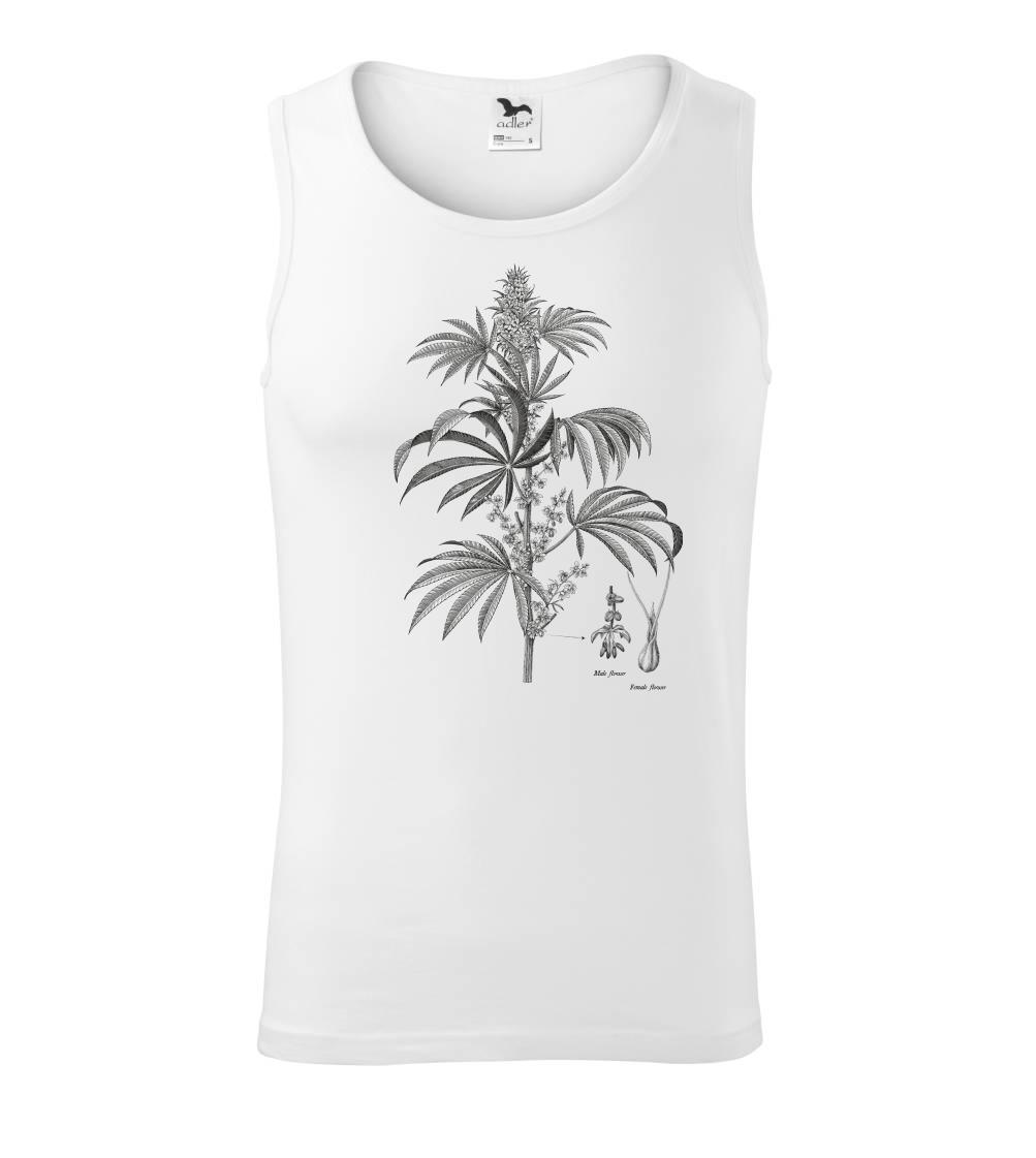 Konope kvietok čiernobiely   Konope kvietok čiernobiely