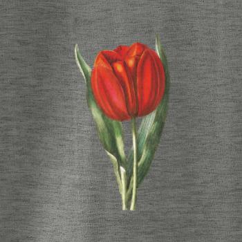 Červený tulipán