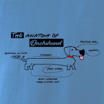 Jazvečík - Anatómia