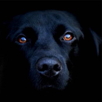 Čierny Labrador fotka Čierny Labrador fotka