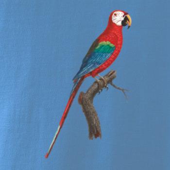 Papagáj červený na vetve
