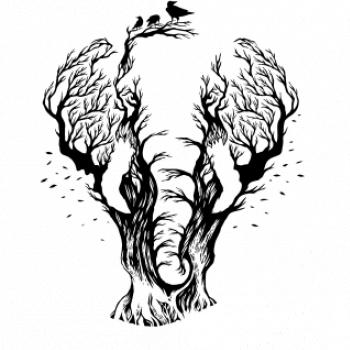 Slon ilustrácia
