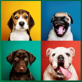 Psi šteňatá koláž