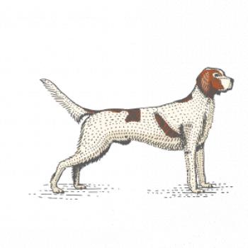 Vintage Setter
