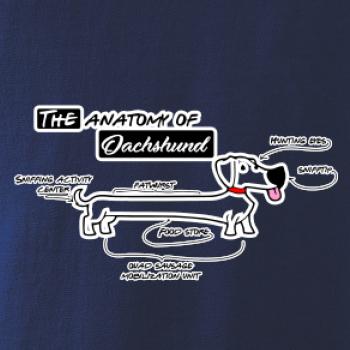 Jazvečík - Anatómia