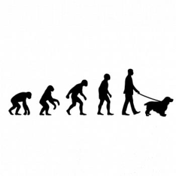 Evolúcia pes kokeršpaniel (muž-žena)