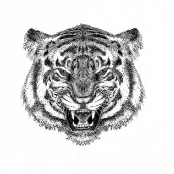 Tiger trošku naštvaný