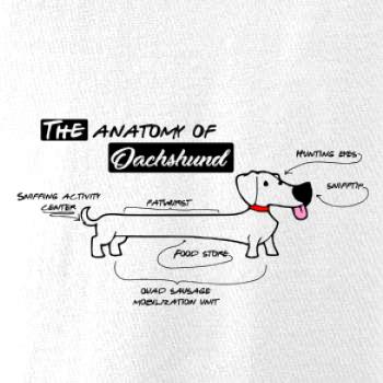 Jazvečík - Anatómia