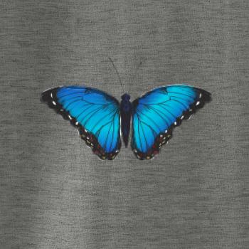 Motýľ Babôčka Morpho Peleides