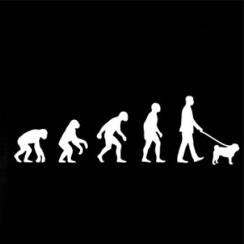 Evolúcia pes Mops (muž-žena)