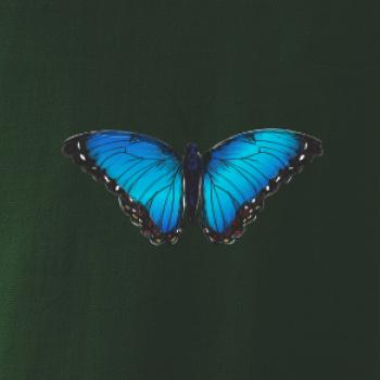 Motýľ Babôčka Morpho Peleides