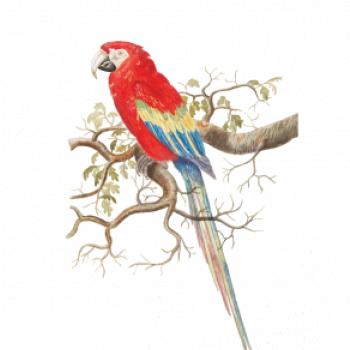 Papagáj  na listnatom strome