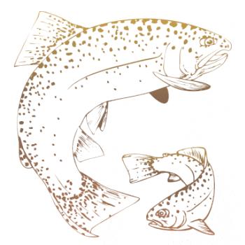 Pstruh dúhový guľatý Pstruh dúhový guľatý