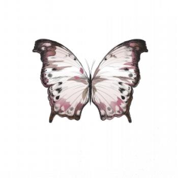 Motýľ ružovobiely Motýľ ružovobiely