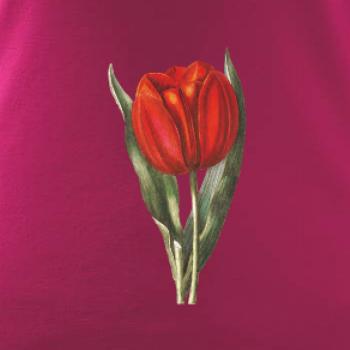 Červený tulipán
