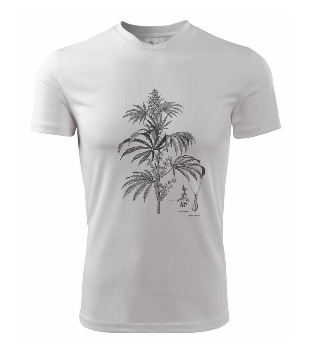 Konope kvietok čiernobiely   Konope kvietok čiernobiely