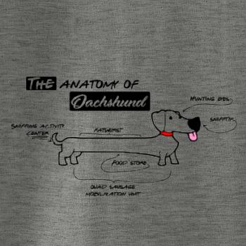 Jazvečík - Anatómia