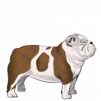 Vintage English bulldog