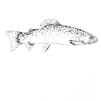 Pstruh duhový rovný