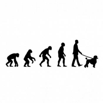 Evolúcia pes pudel (muž-žena) Evolúcia pes pudel (muž-žena)