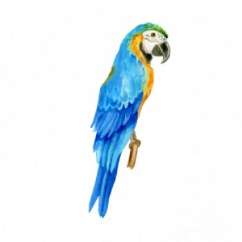 Ara modrá kreslená