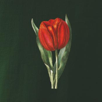 Červený tulipán