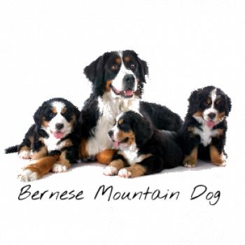 Bernese mountain dog celá rodina Bernese mountain dog celá rodina