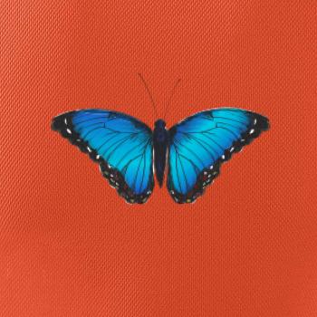 Motýľ Babôčka Morpho Peleides