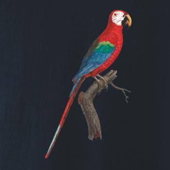 Papagáj červený na vetve