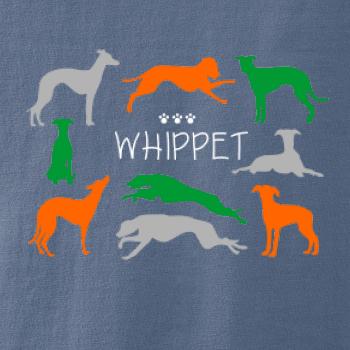 Whippet farebný