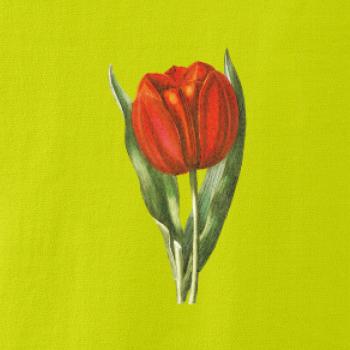 Červený tulipán