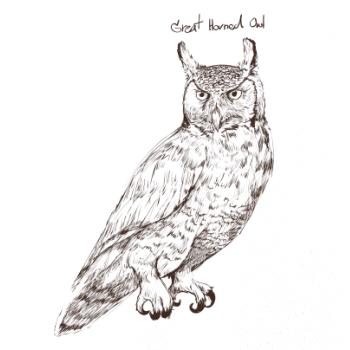 Výr bielobradý great horned owl