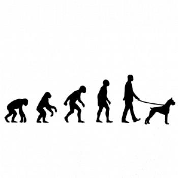 Evolúcia pes boxer (muž-žena)