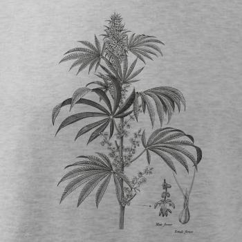 Konope kvietok čiernobiely   Konope kvietok čiernobiely