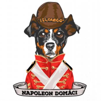 Napoleon domáci kríženec