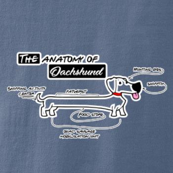 Jazvečík - Anatómia Jazvečík - Anatómia