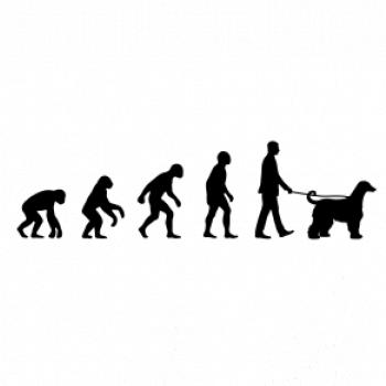 Evolúcia pes afgánsky chrt (muž-žena)