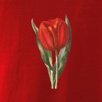 Červený tulipán