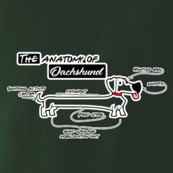 Jazvečík - Anatómia Jazvečík - Anatómia