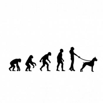 Evolúcia pes boxer (muž-žena)