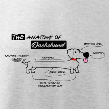 Jazvečík - Anatómia