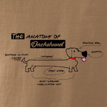 Jazvečík - Anatómia