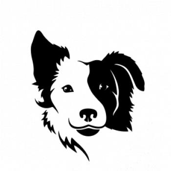 Border kólie obrys hlavy
