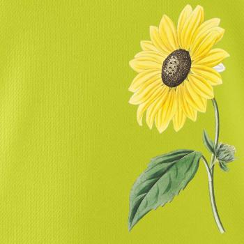 Slnečnica otočená Slnečnica otočená