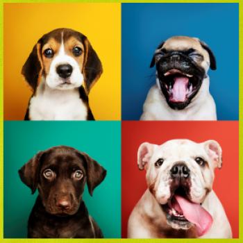 Psi šteňatá koláž