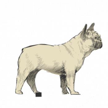 Vintage French bulldog