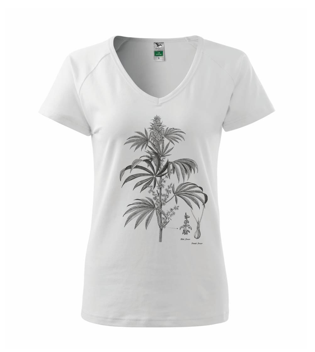 Konope kvietok čiernobiely   Konope kvietok čiernobiely