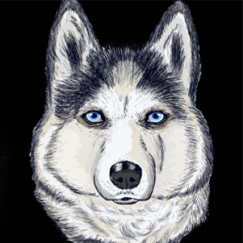 Husky hlava - kreslený Husky hlava - kreslený